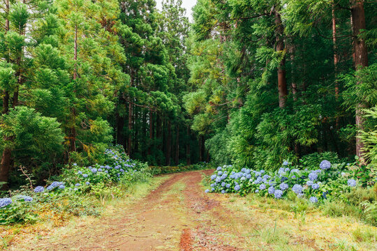 Tranquil path through forest on Terceira island in Azores