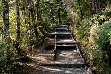 stairs in the forest