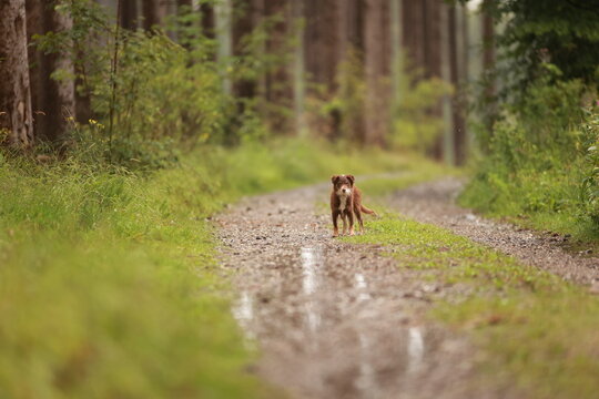 A brown dog is walking on a dirt road in a forest