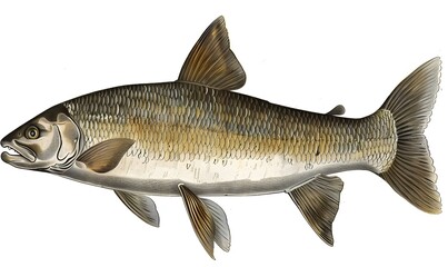 Fototapeta premium Salmon fish isolated on white without shadow. 