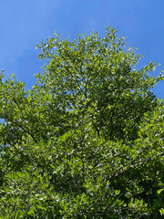 Terminalia ivorensis tree branches with green leaves in the garden on a sunny day