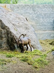 mountain goat on a rock