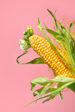 Abstract still life with corn on pink background with copy space.