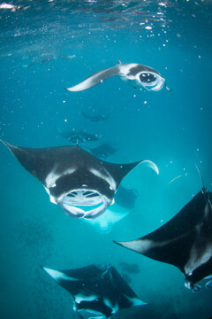 A school of manta ray fish feeding in the Maldives
