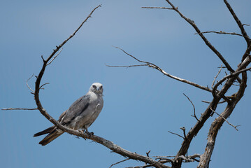 Mississippi Kite in a Dead Tree