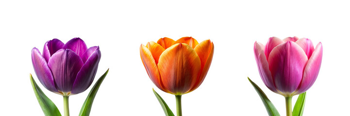 Front View of a Different Type of Tulip Flower Collection on Transparent Background