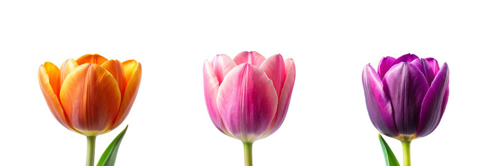 Fototapeta premium Front View of a Different Type of Tulip Flower Collection on Transparent Background