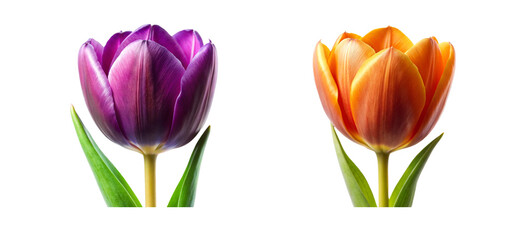 Fototapeta premium Front View of a Different Type of Tulip Flower Collection on Transparent Background
