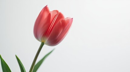 Fototapeta premium Tulip isolated on white background AI Generated
