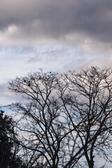 bare tree branches with brds and beautiful clouds in the sky at dusk