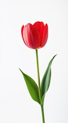 Fototapeta premium Tulip isolated on white background AI Generated