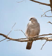 Mississippi Kite in a Dead Tree