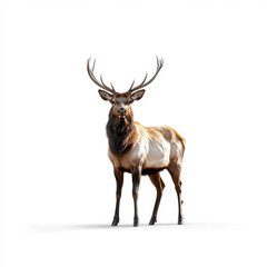Fototapeta premium High-resolution image of an elk with antlers standing on a plain white background, perfect for wildlife and nature-related content.