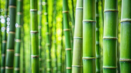 Obraz premium Close-up of green bamboo shoot with tall bamboo trunks in background, bamboo, nature, plants, green, growth, forest, wilderness