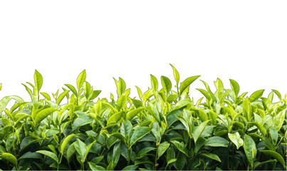 A field of green plants with leaves that are all the same size