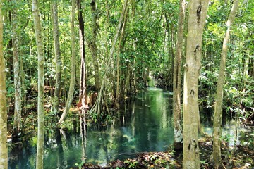 water and tree