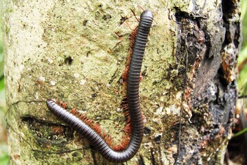 wildlife