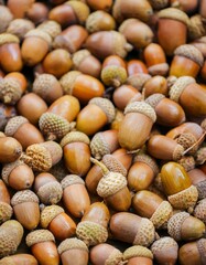  Acorns piled up on the floor. oak fruit