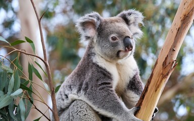 Obraz premium Koala in a Eucalyptus Tree: Close-Up with Lush Green Background
