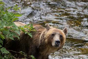 Obraz premium Neugieriger Grizzly Bär