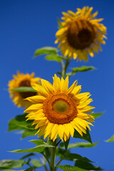 Close-up shot of a beautiful yellow sunflowers.