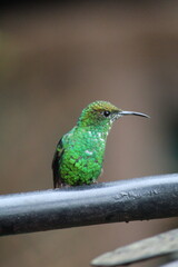hummingbird on a branch