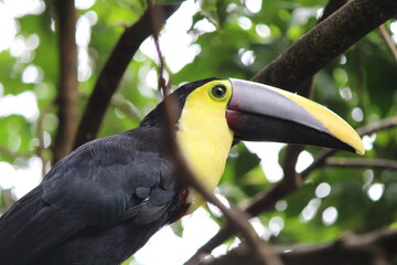 toucan on a branch