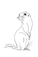Marmot, prairie dog, graphic black and white drawing