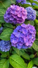 A Close View of Vibrant Purple Hydrangeas in Garden Setting