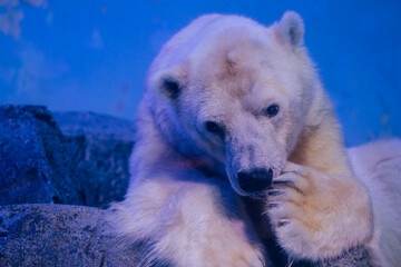 polar bear in a zoo