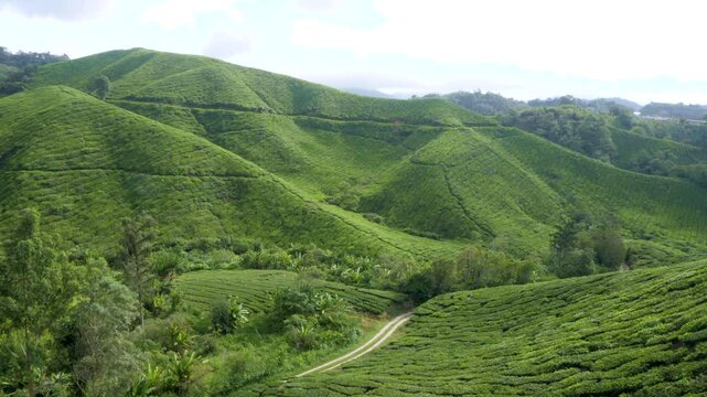 Lush green hills of BOH tea plantation in Cameron Highlands, Malaysia on a misty morning