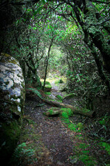 Enchanted forest in Tasmania, with towering, ancient trees shrouded in mystical fog. The scene evokes a magical, otherworldly ambiance, perfect for fantasy and nature-themed visuals.