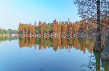 The leaves of the sequoia by the park lake are yellowing