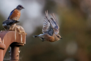 Closeup of Western bluebird 