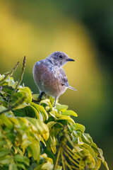 Closeup of Western bluebird 