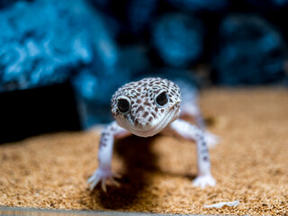 ヒョウモントカゲモドキのアップ