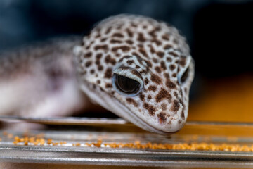 ヒョウモントカゲモドキのアップ