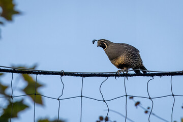 Closeup of a California Quail