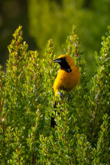 A hooded Oriole bird sits on the bush