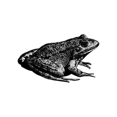 Naklejka premium Marsh Frog hand drawing vector isolated on background.