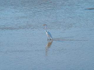 大阪市内を流れる大和川のダイサギ