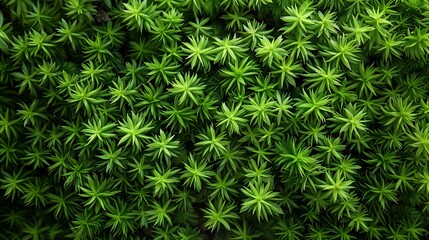 07240954 101. Beautiful green moss covering the forest floor, with a closeup macro view revealing the intricate details of the tiny, delicate leaves and textures, creating a lush and vibrant