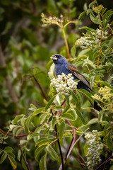 A male blue grosbeak bird taking fruits 