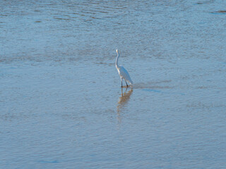 大阪市内を流れる大和川のダイサギ
