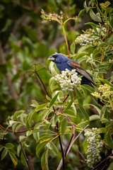 A male blue grosbeak bird taking fruits 