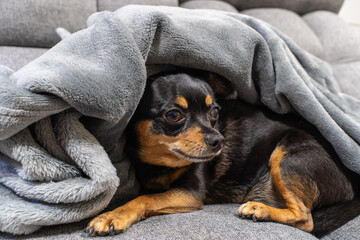 ソファで寝る犬