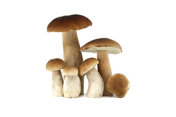 Fresh porcini mushrooms isolated on white background for culinary use