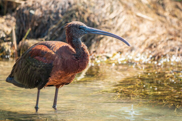 The glossy ibis, latin name Plegadis falcinellus, searching for food in the shallow lagoon.