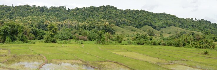 panorama of the hills and trees