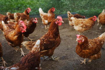 brown chicken or hen lay eggs in rural farm